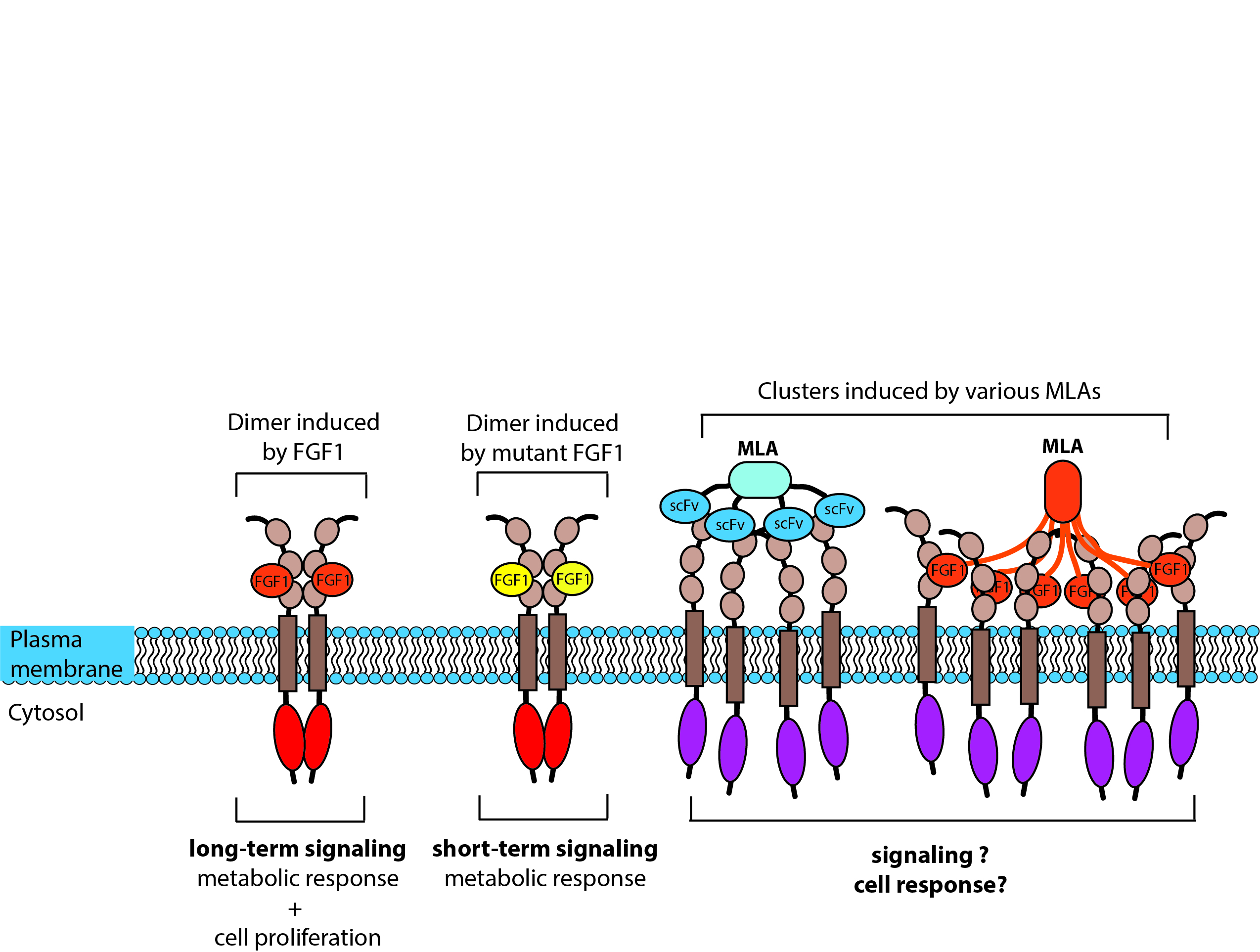 multiwalentne ligandy FGFR