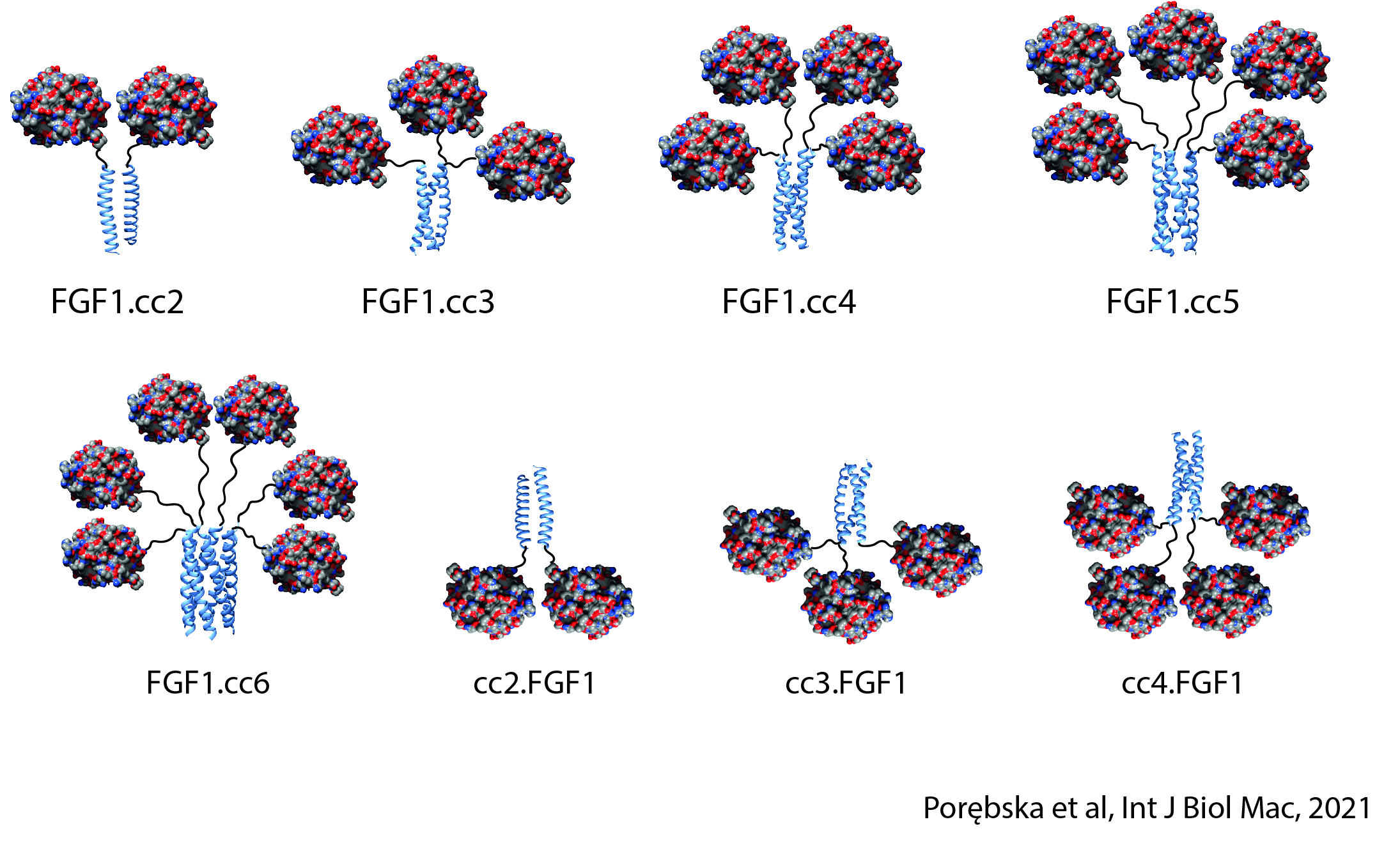 Multiwalentne ligandy FGFR