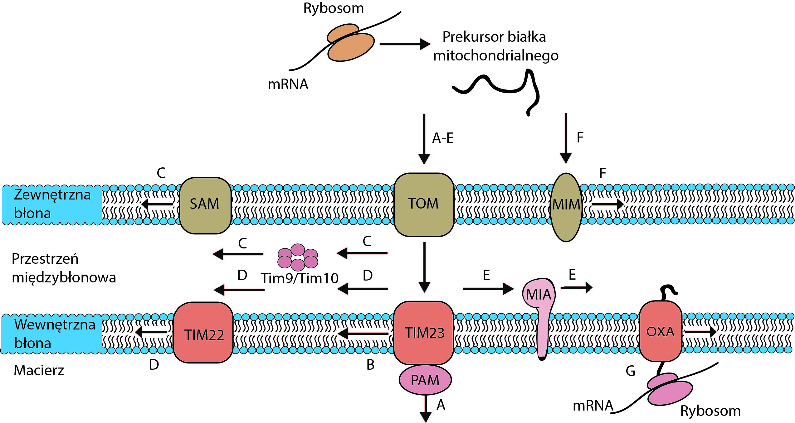 EMBO