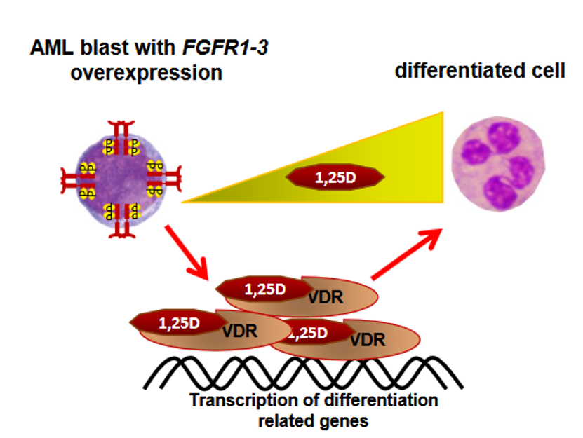 FGFR and VFR