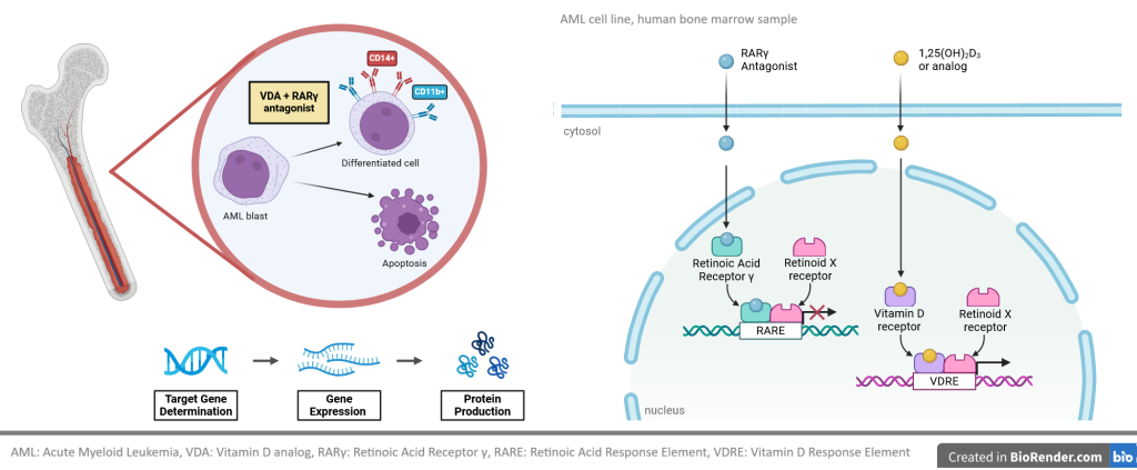 genomic actions of RAR and VDR